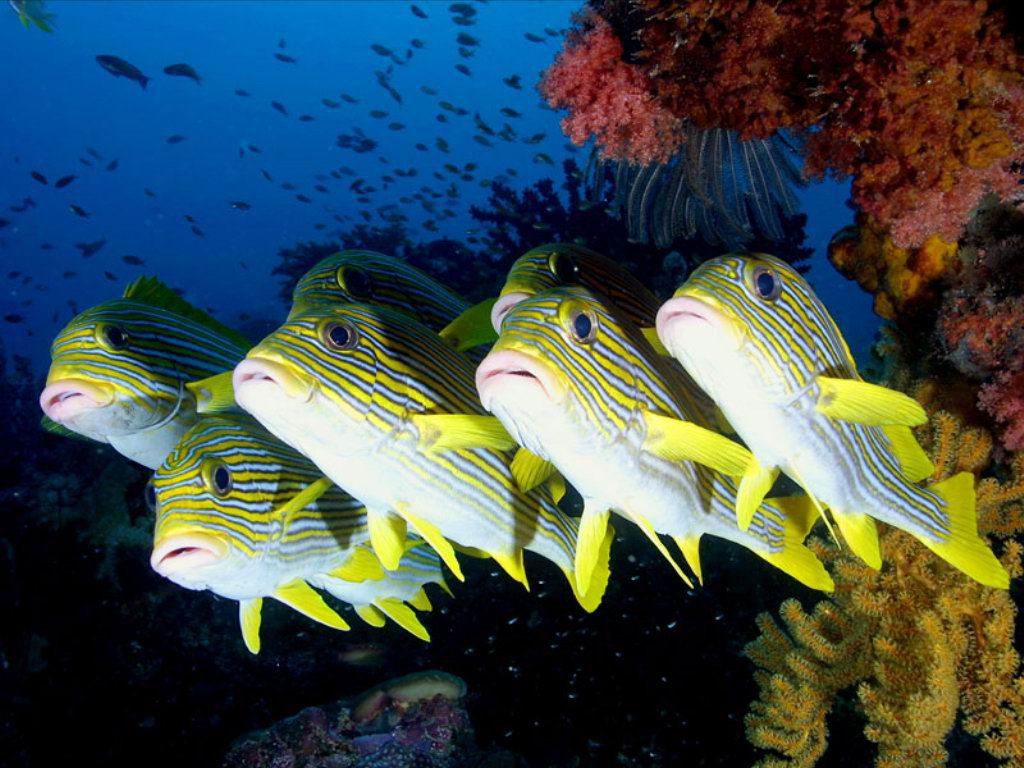 Plectorhinchus polytaenia (Gaterino tropicale striato)